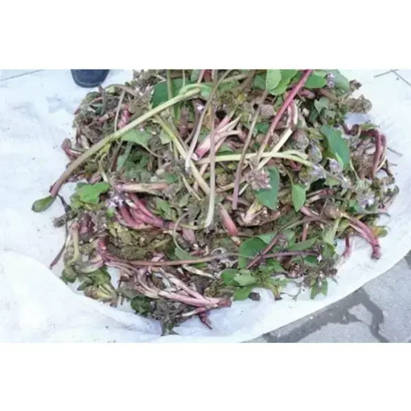 Hodan Salatası
