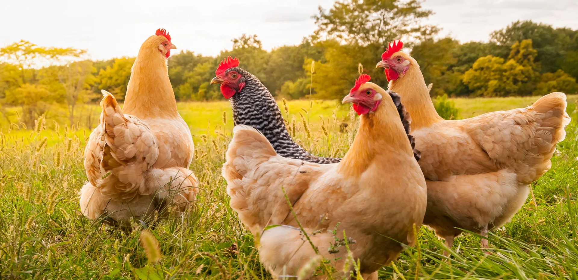 Sağlıklı Hayvan, Verimli Üretim