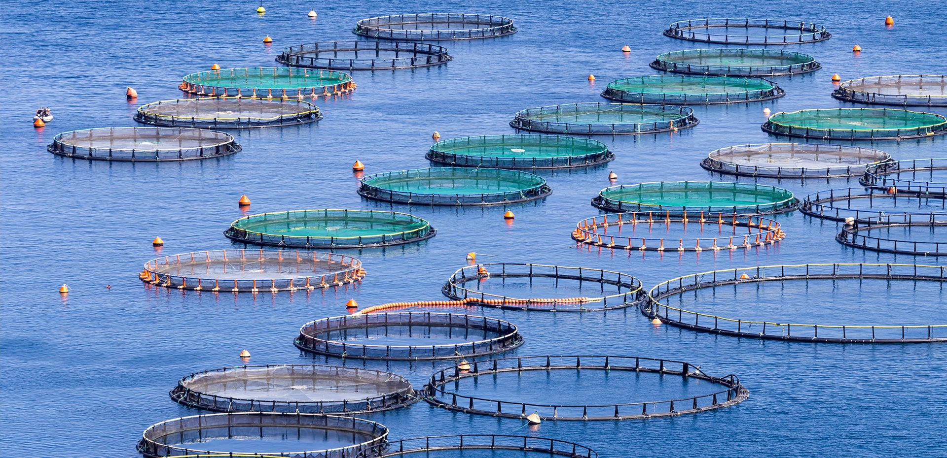 Bilim, Tecrübe ve Güven