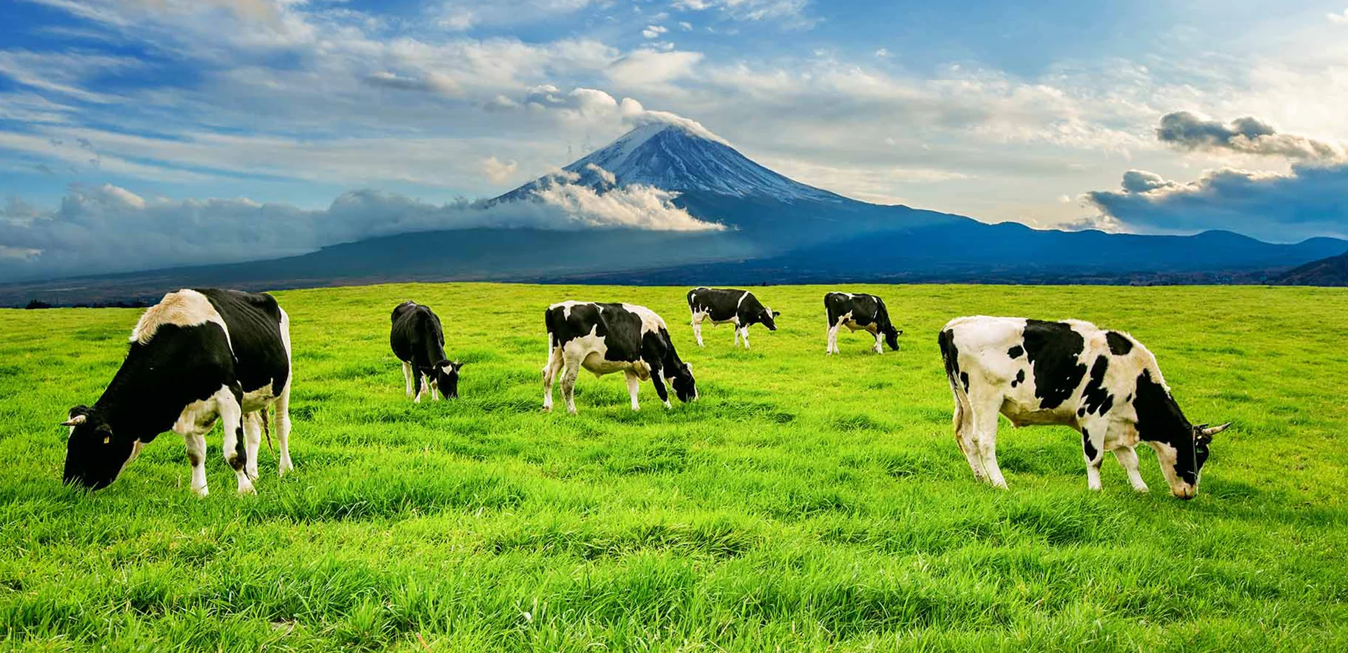 Hayvan Sağlığında Güvenilir Çözüm Ortağınız