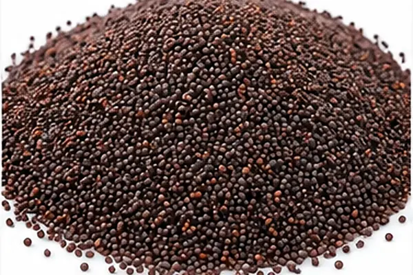 Kolza (Kanola) Tohumu